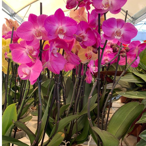 Orchidea – Pianta elegante e facile da curare