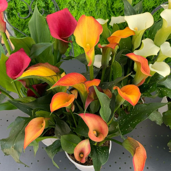 Calla – Pianta elegante dai fiori raffinati