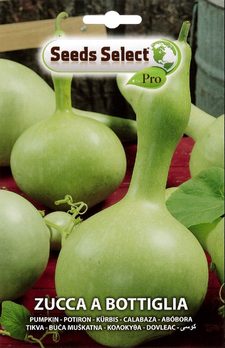Zucca a Bottiglia