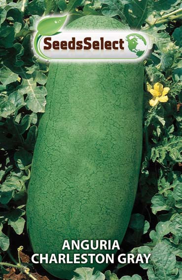Anguria Charleston Gray