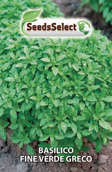 Basilico fine verde greco