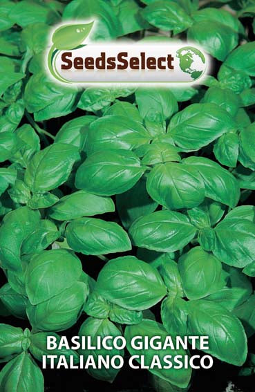 Basilico gigante Italiano Classico