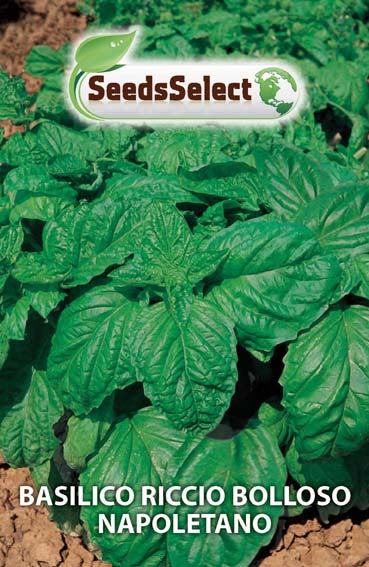 Basilico Riccio Bolloso Napoletano