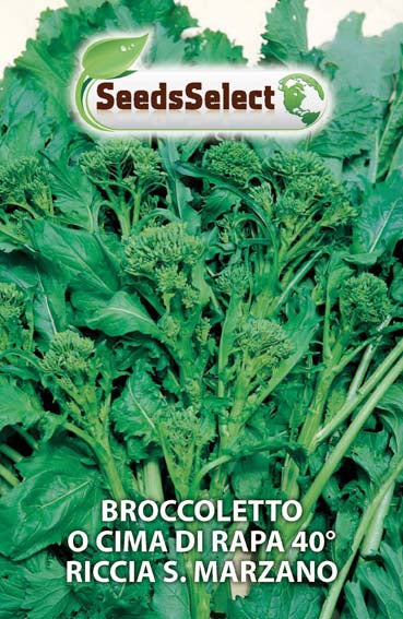 Broccoletto o Cima di Rapa 40° Riccia S. Marzano