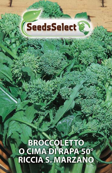 Broccoletto o Cima di Rapa 50 Riccia S. Marzano