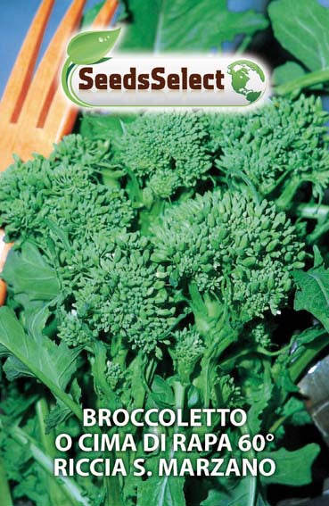 Broccoletto o Cima di Rapa 60° Riccia S. Marzano