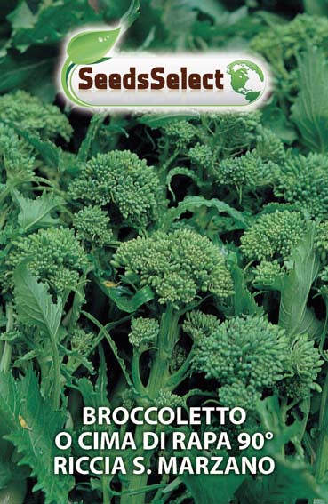Broccoletto o Cima di Rapa 90° Riccia S. Marzano