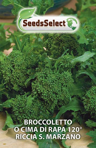 Broccoletto o Cima di Rapa 120