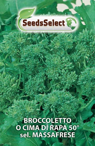 Broccoletto o Cima di Rapa 50 sel. Massafrese