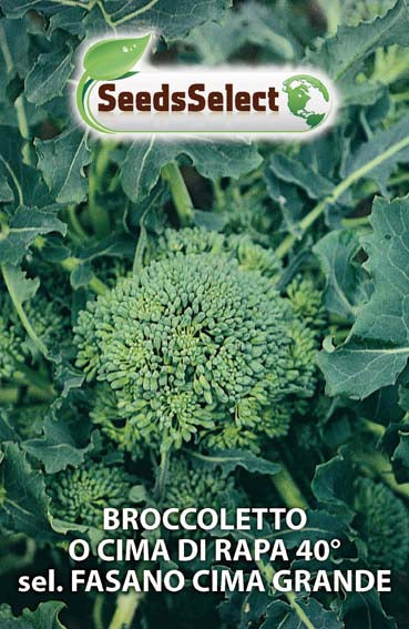 Broccoletto o Cima di Rapa 40° sel. Fasano Cima Grande