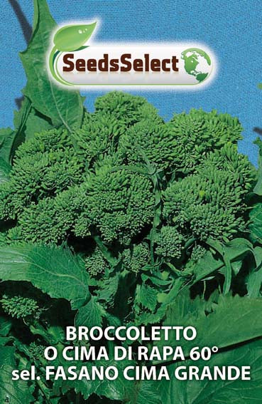 Broccoletto o Cima di Rapa 60° sel. Fasano Cima Grande