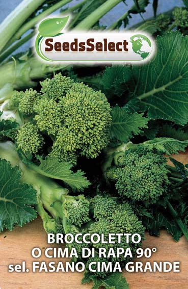 Broccoletto o Cima di Rapa 90° sel. Fasano Cima Grande