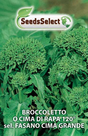 Broccoletto o Cima di Rapa 120° sel. Fasano Cima Grande