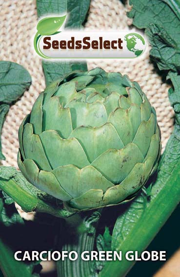 Carciofo Green Globe