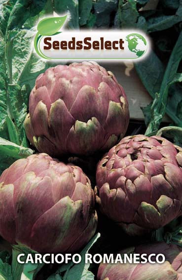 Carciofo Romanesco