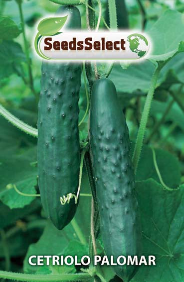Cetriolo Palomar