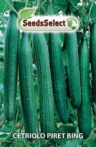 Cetriolo Piret Bing