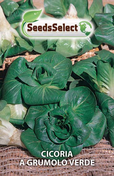 Cicoria a Grumolo Verde