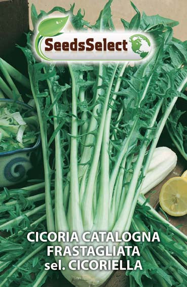 Cicoria Catalogna Frastagliata sel. Cicoriella