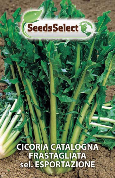 Cicoria Catalogna Frastagliata