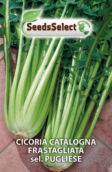 Cicoria Catalogna Frastagliata sel. Pugliese
