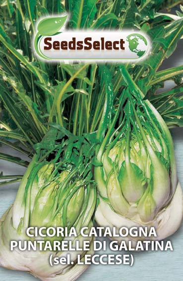 Cicoria Catalogna Puntarelle di Galatina