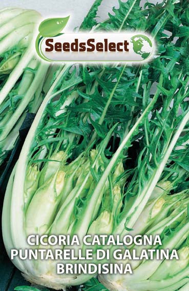 Cicoria Catalogna Puntarelle di Galatina Brindisina
