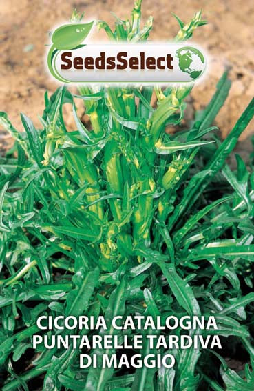 Cicoria Catalogna Puntarelle Tardiva di Maggio