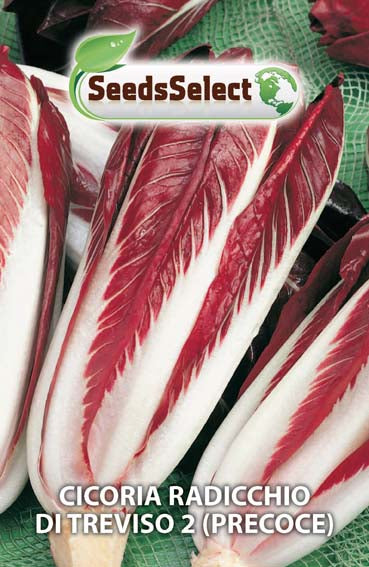 Cicoria Radicchio di Treviso 2 (precoce)