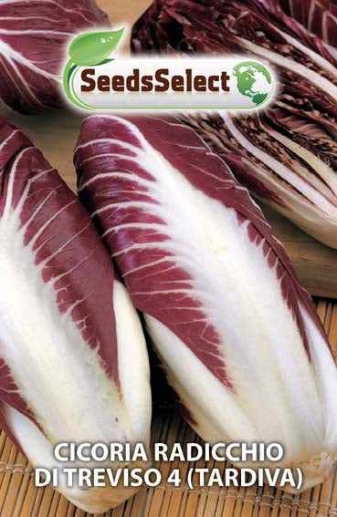 Cicoria Radicchio di Treviso 4 (tardiva)