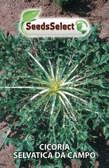 Cicoria Selvatica da Campo
