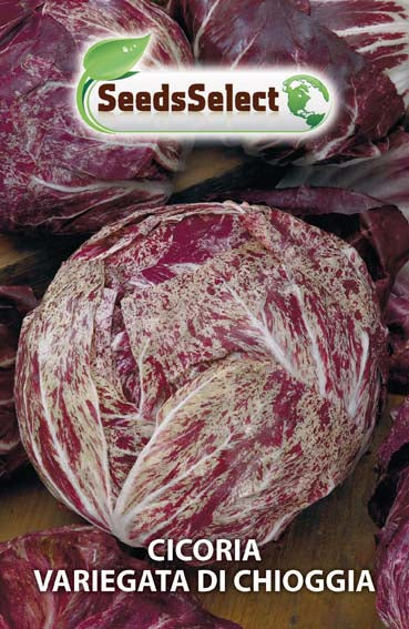 Cicoria Variegata di Chioggia