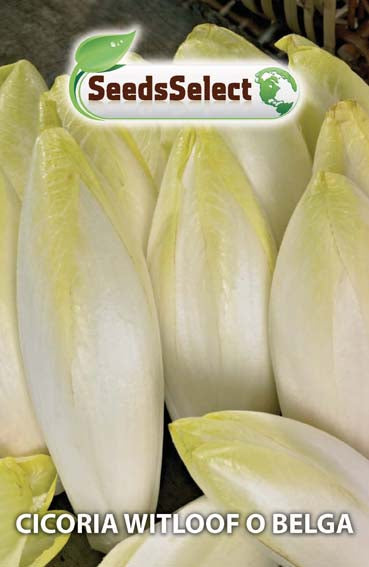 Cicoria Witloof o Belga