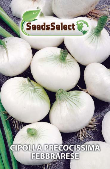 Cipolla precocissima febbrabrese