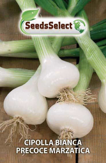Cipolla bianca precoce marzatica