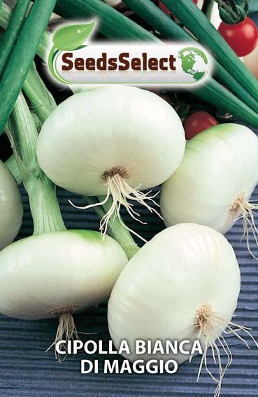 Cipolla bianca di Maggio