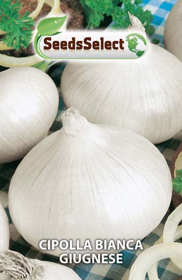 Cipolla Bianca Giugnese