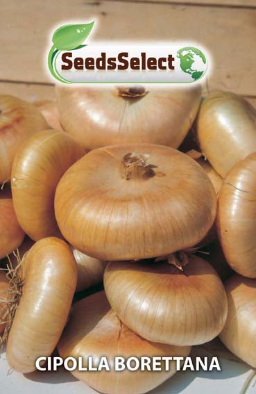 Cipolla Borettana