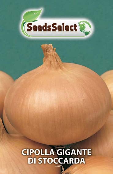 Cipolla Gigante di Stoccarda