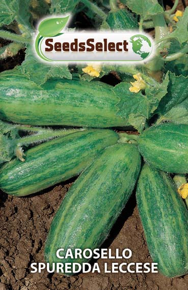 Carosello Spuredda Leccese