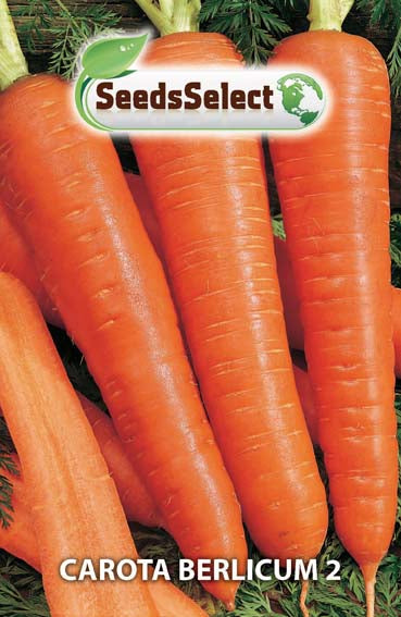 Carota Berlicum 2