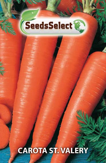 Carota St. Valery