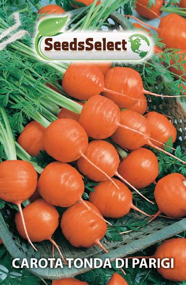 Carota Tonda Mercado de Paris