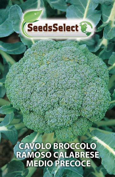 Cavolo Broccolo Ramoso Calabrese Medio Precoce