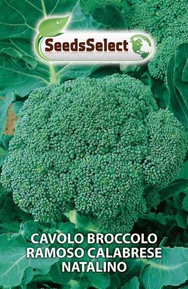 Cavolo Broccolo Ramoso Calabrese Natalino