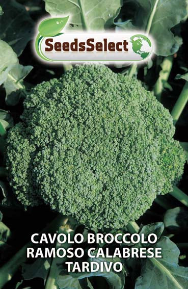 Cavolo Broccolo Ramoso Calabrese Tardivo