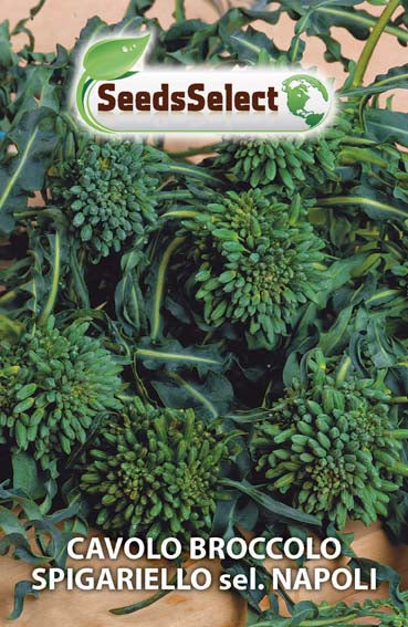 Cavolo Broccolo Spigariello sel. Napoli