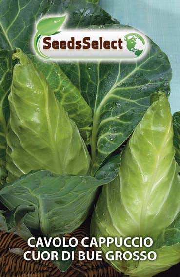 Cavolo Cappuccio Cuor di Bue Grosso