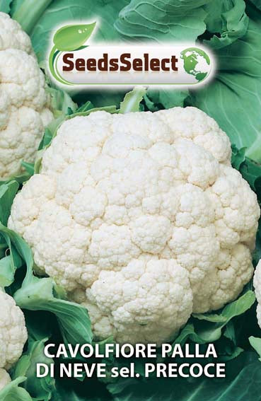Cavolfiore Palla di Neve sel. Precoce