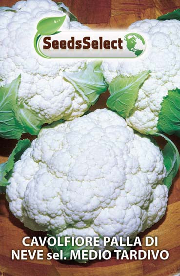 Cavolfiore Palla di Neve sel. Medio Tardivo